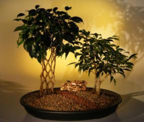 Ficus Trellis/Exotica Bonsai Tree - Double Planting<br><i>(ficus midnight/exotica)</i>