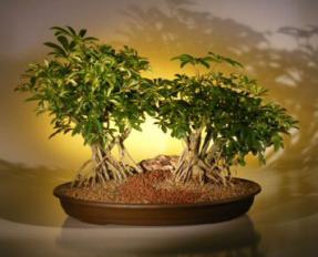 Variegated Hawaiian Umbrella Bonsai Tree <br>Banyan Style - Double Planting<br> (<i>arboricola schefflera</i>)