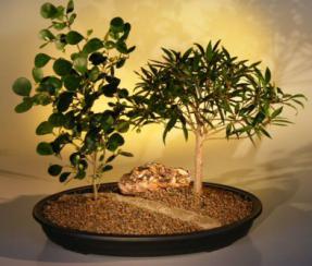 Willow Leaf Ficus & Mistletoe Fig Bonsai Planting<br><i>(nerifolia/salicafolia/diversifolia)</i>