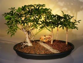 Hawaiian Umbrella Bonsai Tree - Forest Group<br><i>(arboricola schefflera)</i>