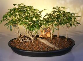 Variegated Hawaiian Umbrella Bonsai Tree - Forest Group<br><i>(arboricola schefflera)</i>