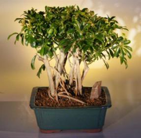Hawaiian Umbrella Bonsai Tree - Variegated<br> Banyan Style<br>(<i>arboricola schefflera</i>)