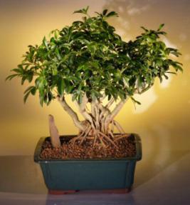 Hawaiian Umbrella Bonsai Tree <br> Banyan Style<br>(<i>arboricola schefflera</i>)