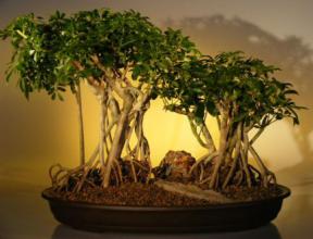 Hawaiian Umbrella Bonsai Tree <br> Variegated Banyan Style<br>(<i>arboricola schefflera</i>)