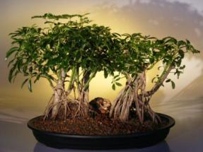 Hawaiian Umbrella Bonsai Tree <br> Variegated Banyan Style<br>(<i>arboricola schefflera</i>)