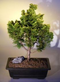Golden Hinoki Cypress <br>(chamecyparis obtusa compacta 