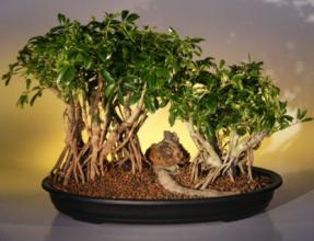 Hawaiian Umbrella Bonsai Tree <br> Banyan Style - Variegated<br>(<i>arboricola schefflera</i>)