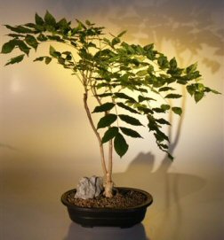 Japanese Wisteria Bonsai Tree<br><i>(wisteria floribunda)</i>