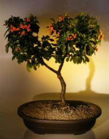 Pyracantha  Bonsai Tree <br><i>(pyracantha 'mohave')</i>