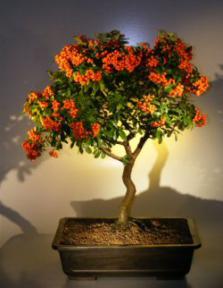 Flowering Pyracantha  Bonsai Tree <br><i>(pyracantha 'mohave')</i>