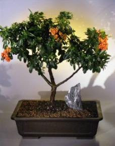 Pyracantha  Bonsai Tree <br><i>(pyracantha 'mohave')</i>