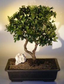 Pyracantha  Bonsai Tree <br><i>(pyracantha 'mohave')</i>