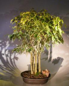Ficus Bonsai Tree - Variegated Forest Group<br><i>(ficus benjamina )</i>