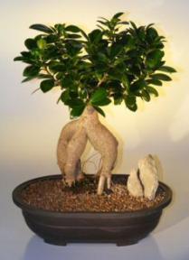 Ginseng Ficus Bonsai Tree<br><i>(ficus retusa)</i>