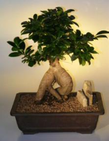 Ginseng Ficus Bonsai Tree<br><i>(ficus retusa)</i>