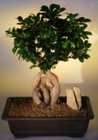 Ginseng Ficus Bonsai Tree<br><i>(ficus retusa)</i>