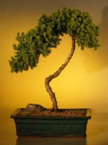 Juniper Bonsai Tree - Upright Style<br><i>(juniper procumbens nana)</i>