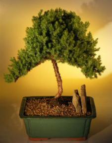 Juniper Bonsai Tree - Upright Style<br><i>(juniper procumbens nana)</i>