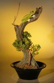 Juniper Bonsai Tree - Phoenix Graft<br><i>(juniper procumbens nana)</i>