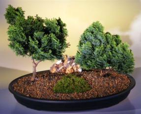 Hinoki Cypress Bonsai Tree - Two Tree Planting<br><i>(chamecyparis obtusa 'nana')</i>