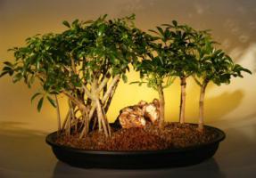 Hawaiian Umbrella Bonsai Tree - Banyan Style<br>plus Three (3) Tree Forest Group<br>(<i>arboricola schefflera</i>)