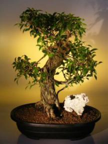 Ficus Retusa Bonsai Tree<br><i>(ficus retusa)</i>