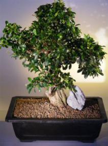 Fukien Tea Bonsai Tree<br><i>(ehretia microphylla)</i>