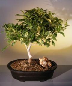 Osmanthus Bonsai Tree<br><i>(heterophyllus 