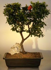 Pyracantha  Bonsai Tree <br><i>(pyracantha 'mohave')</i>