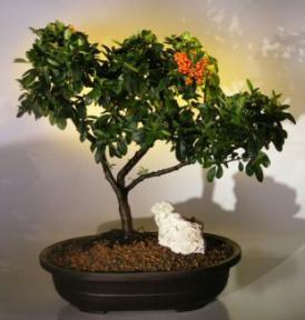 Pyracantha  Bonsai Tree <br><i>(pyracantha 'mohave')</i>