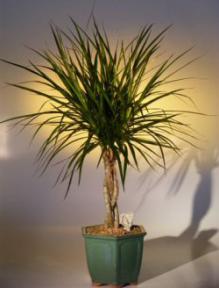 Dracena Bonsai Tree - Braided Style<br><i>(dracena marginata )      
