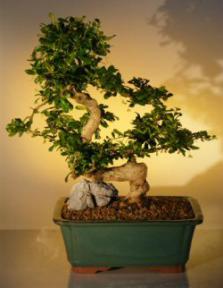 Fukien Tea Bonsai Tree <br><i>(ehretia microphylla)</i>