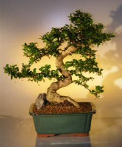 Fukien Tea Bonsai Tree <br><i>(ehretia microphylla)</i>