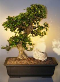 Fukien Tea Bonsai Tree <br><i>(ehretia microphylla)</i>