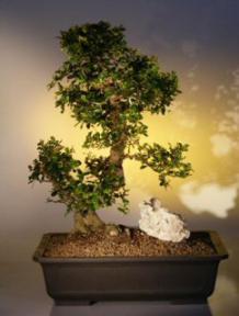 Fukien Tea Bonsai Tree <br><i>(ehretia microphylla)</i>