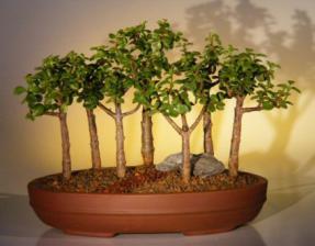 Baby Jade Bonsai Tree Seven Tree Forest Group<br><i>(Portulacaria Afra)</i>