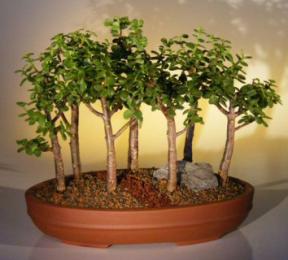 Baby Jade Bonsai Tree Seven Tree Forest Group<br><i>(Portulacaria Afra)</i>