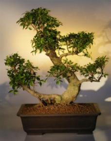 Ficus Retusa Bonsai Tree<br><i>(ficus retusa)</i>