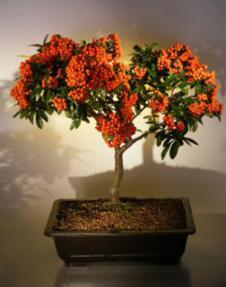 Flowering Pyracantha  Bonsai Tree <br><i>(pyracantha 'mohave')</i>