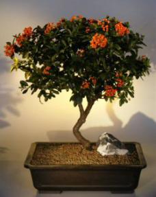 Pyracantha  Bonsai Tree <br><i>(pyracantha 'mohave')</i>