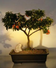 Pyracantha  Bonsai Tree <br><i>(pyracantha 'mohave')</i>