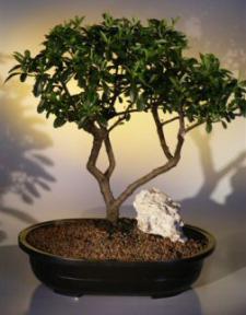 Pyracantha  Bonsai Tree <br><i>(pyracantha 'mohave')</i>