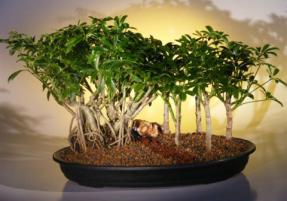 Hawaiian Umbrella Bonsai Tree <br> Banyan Style - Forest Group<br>(<i>arboricola schefflera</i>)
