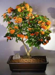 Pyracantha  Bonsai Tree <br><i>(pyracantha 'mohave')</i>