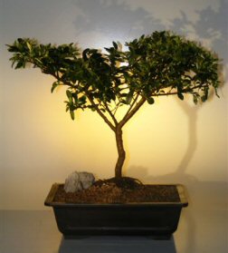 Pyracantha  Bonsai Tree <br><i>(pyracantha 'mohave')</i>