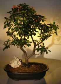 Pyracantha  Bonsai Tree <br><i>(pyracantha 'mohave')</i>