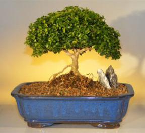 Japanese Kingsville Boxwood Bonsai Tree<br><i>(buxus microphylla compacta)</i>