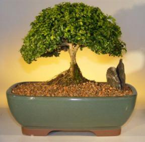 Japanese Kingsville Boxwood Bonsai Tree<br><i>(buxus microphylla compacta)</i>