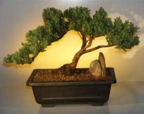 Juniper Bonsai Tree - Windswept Style<br><i>(juniper procumbens nana)</i>