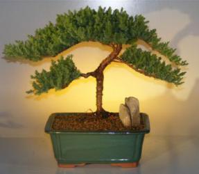 Juniper Bonsai Tree - Windswept Style<br><i>(juniper procumbens nana)</i>